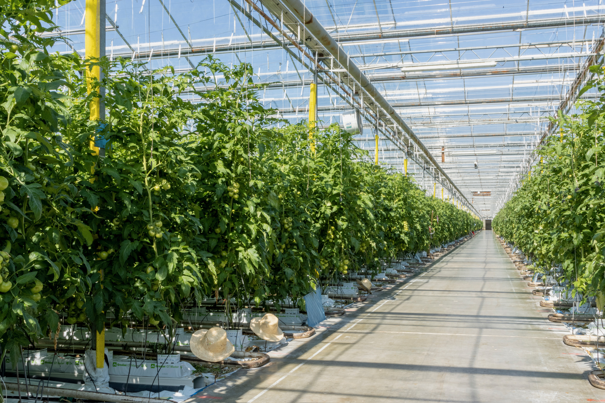 Diverse soorten tomaten